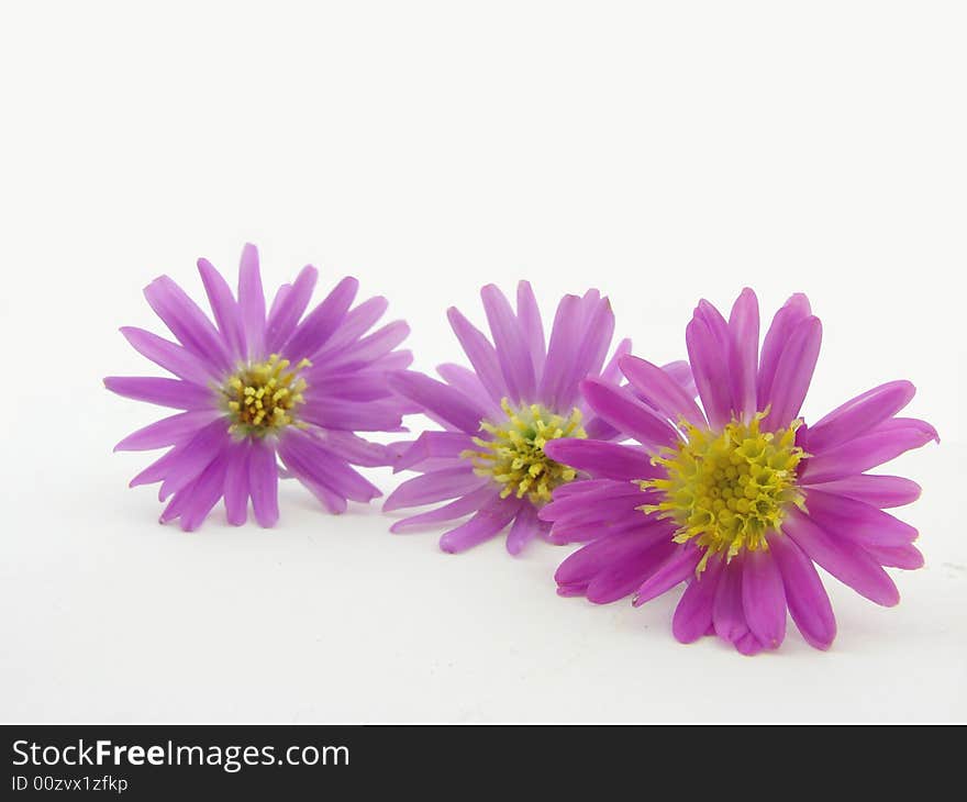 Pink flowers isolated over white background. Pink flowers isolated over white background.