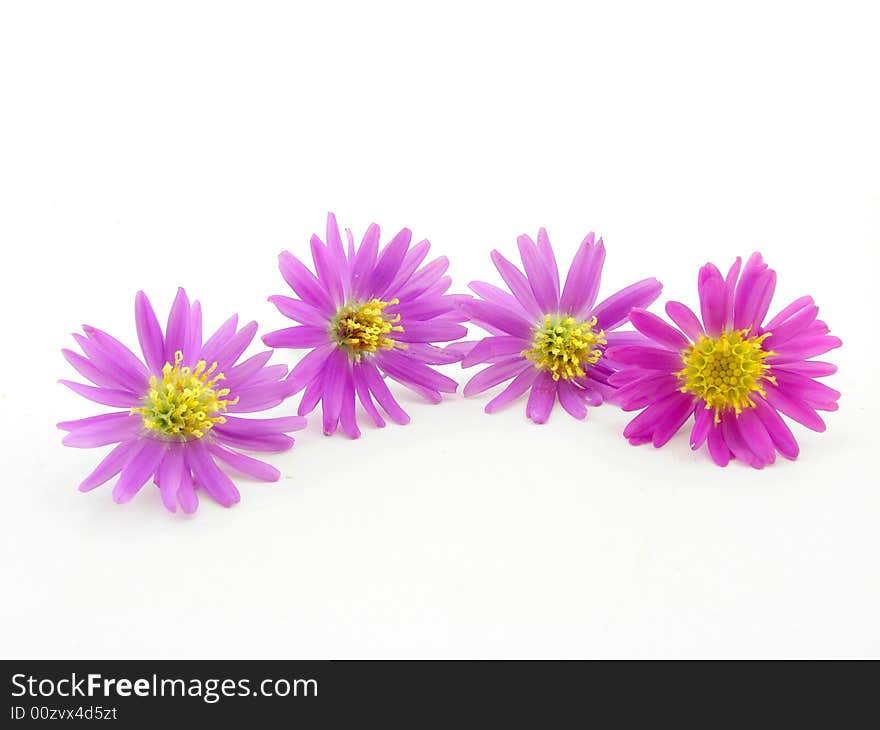 Pink flowers isolated over white background, concept of beauty.