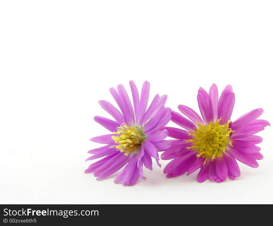 Pink flowers isolated over white background, concept of beauty.