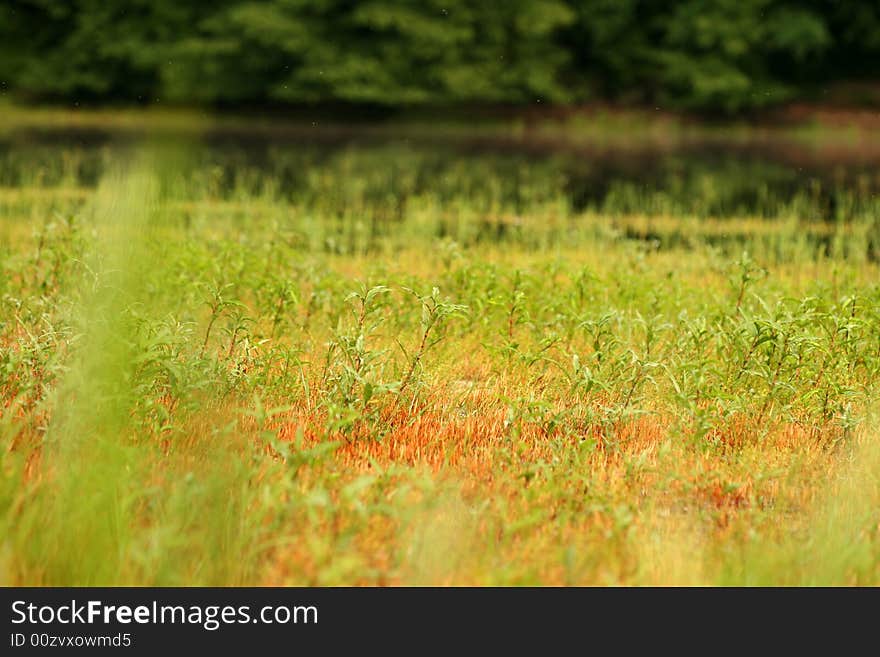 Background of colored field near lake