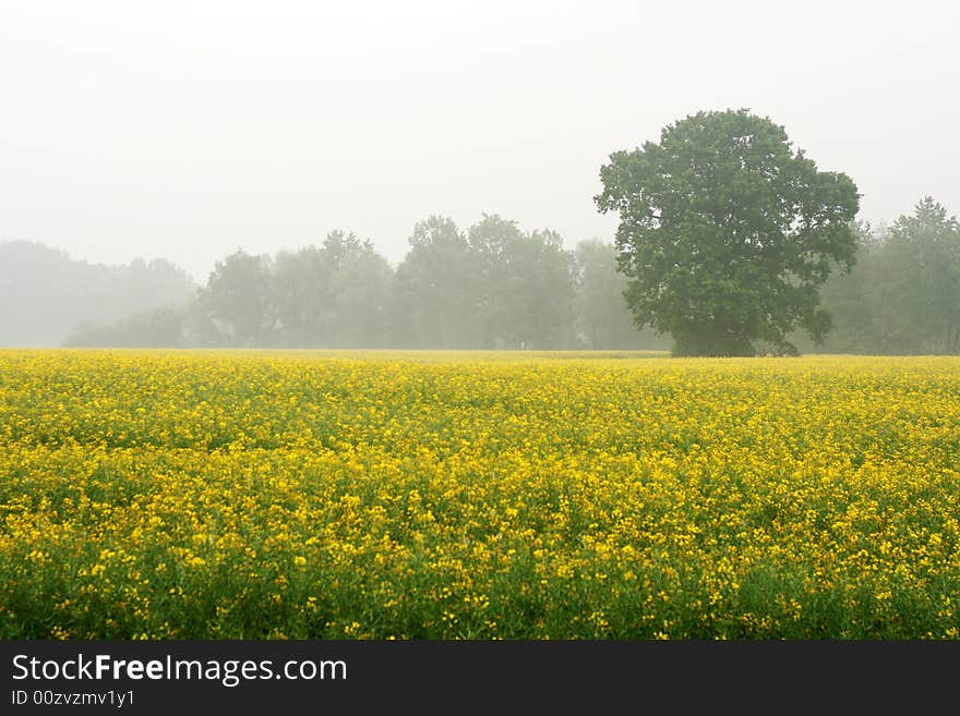 Solitaire tree in fog surrounded by colza field