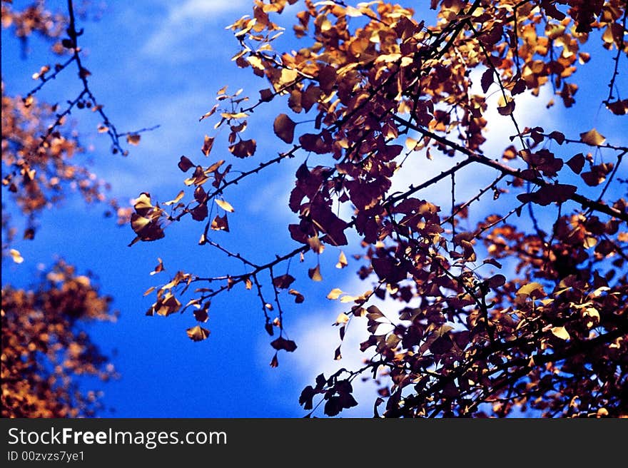 Yellow gingko with blue sky