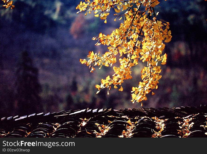 Yellow gingko with black tiles