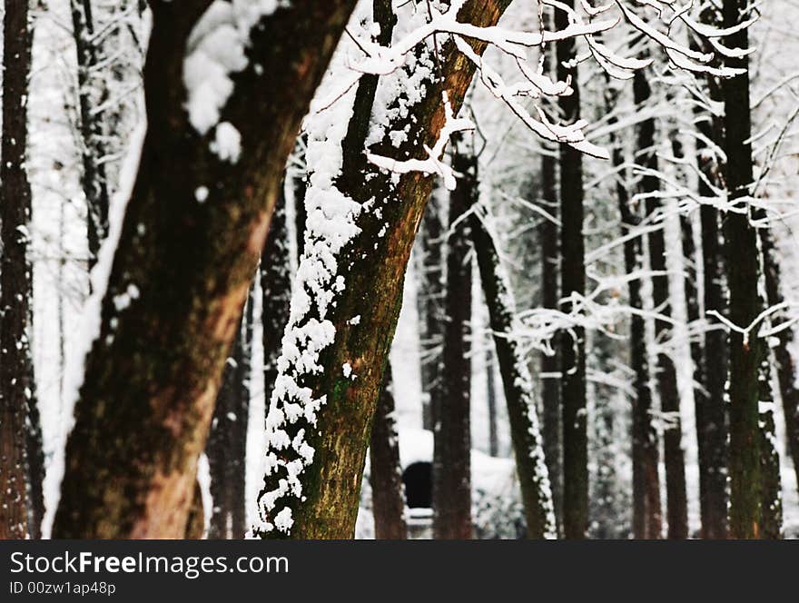 Trunk with snow