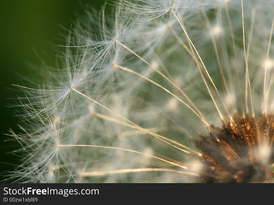 Dandelion abstract