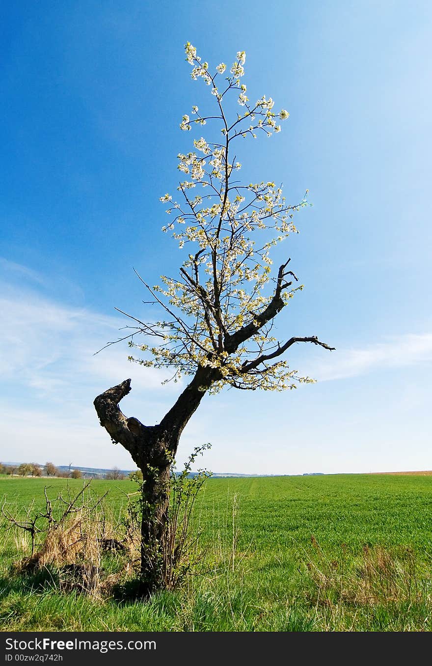 Country landscape