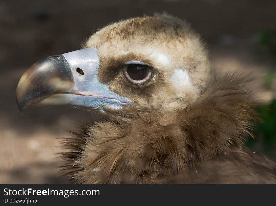 Portrait of eagle