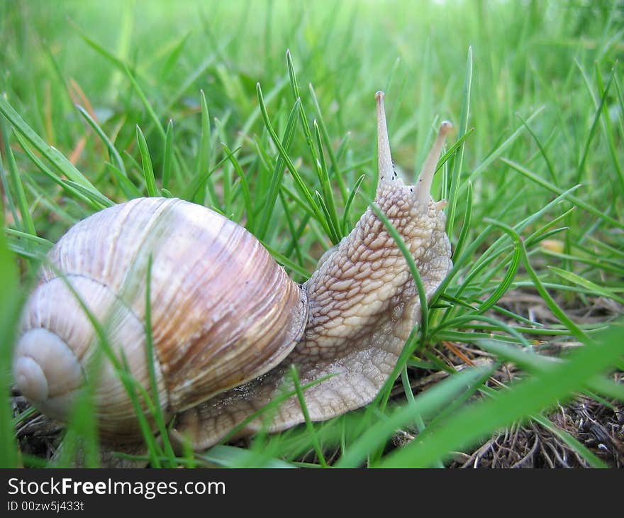 Snail.