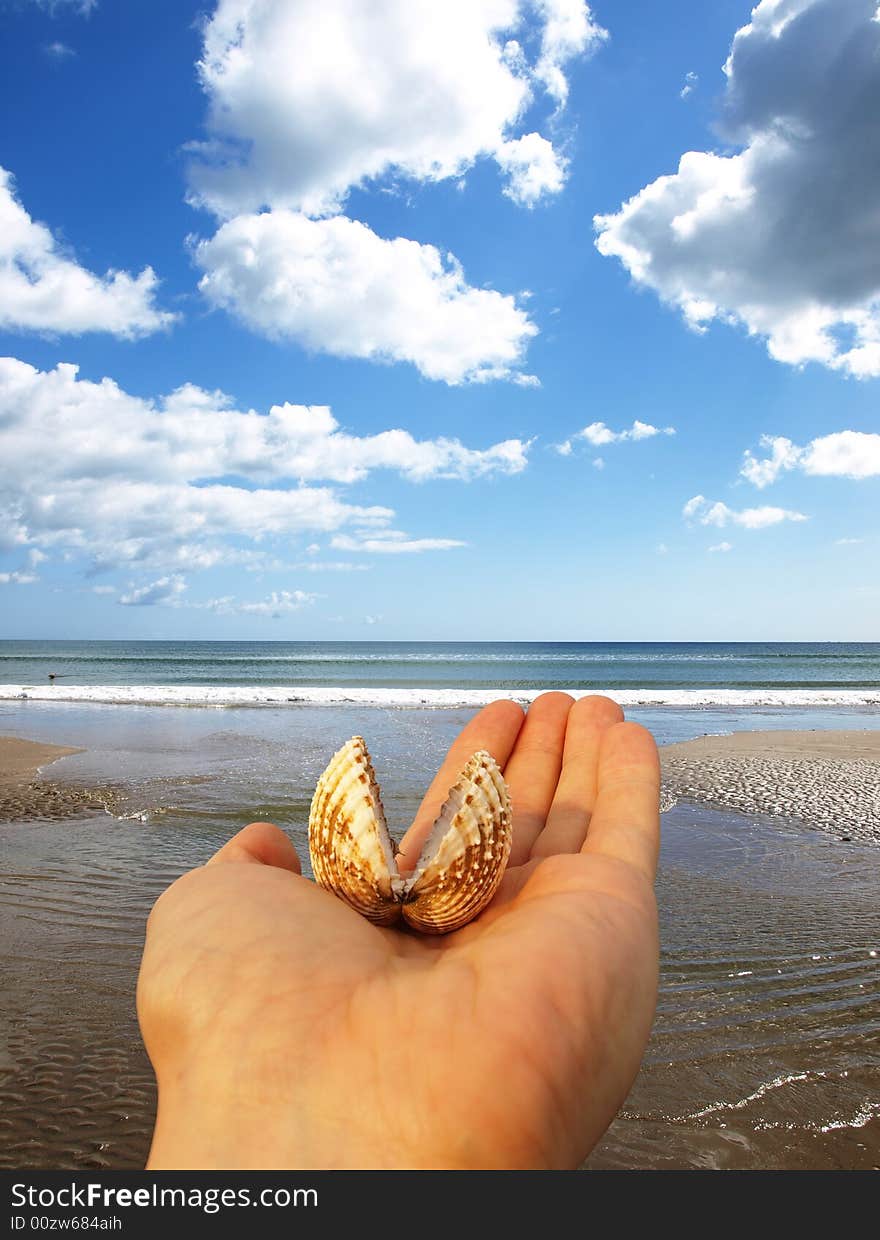 Open shell on the human hand. Open shell on the human hand