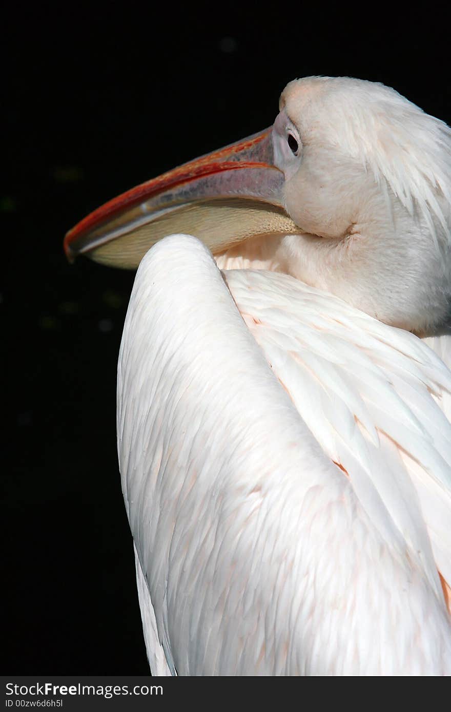 Pelican