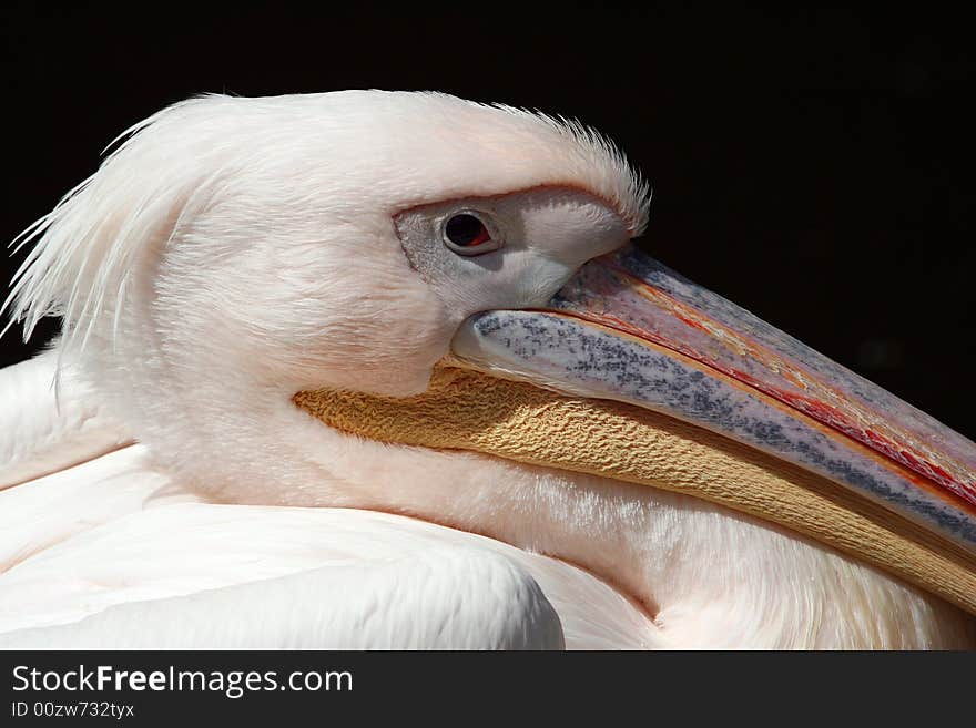 Pelican