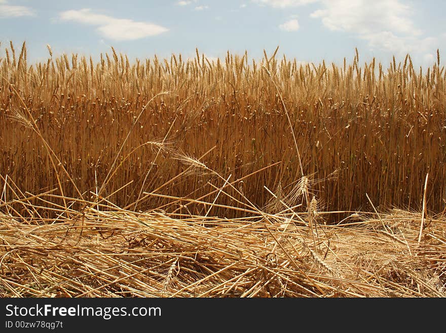 Field Of Ripened Wheat