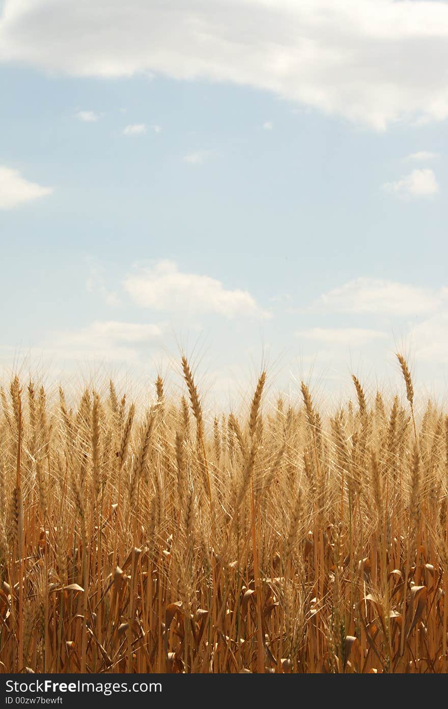 Field of ripened wheat, the beginning of harvesting