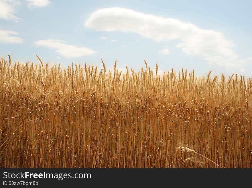 Field Of Ripened Wheat