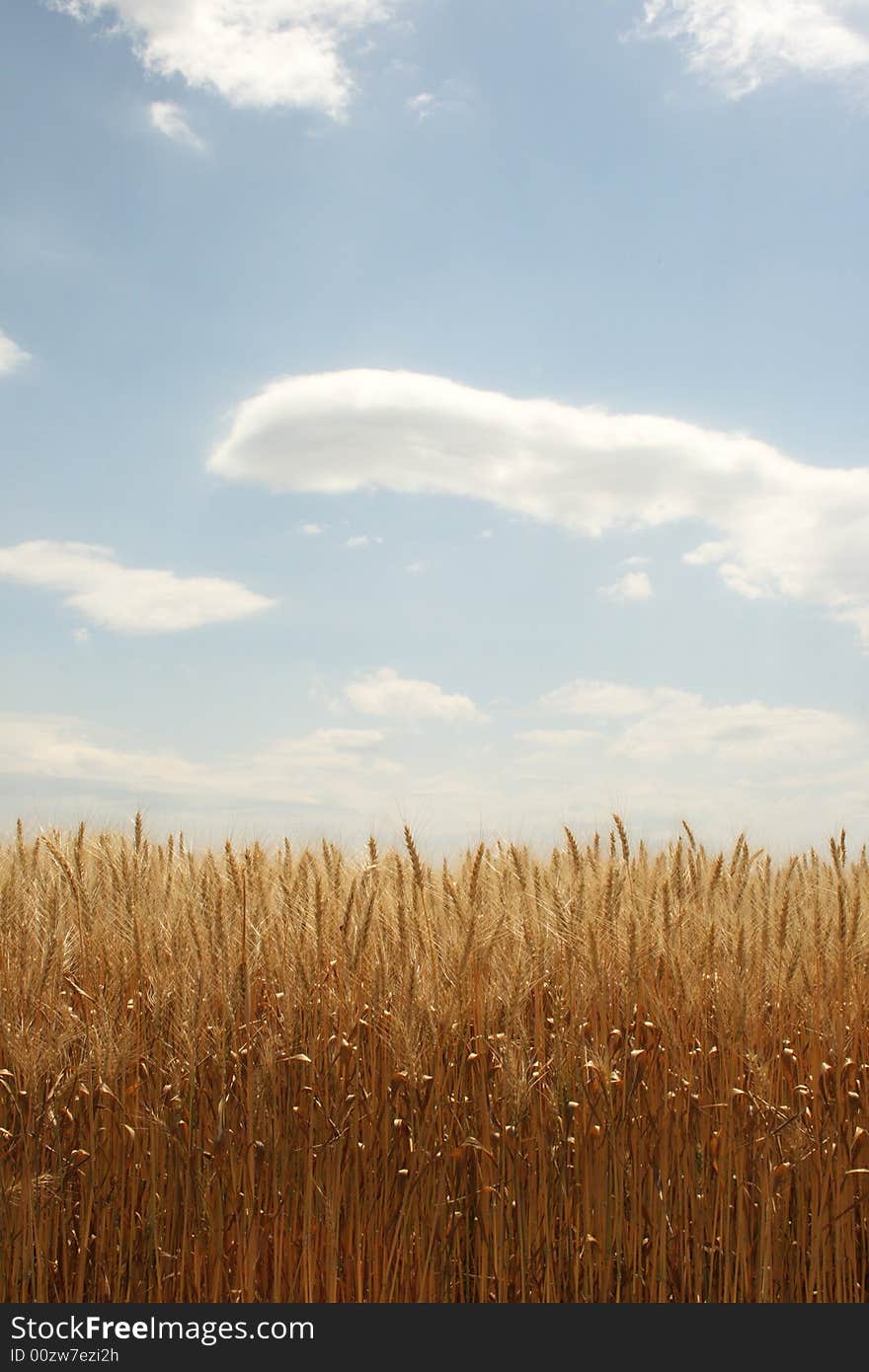 Field of ripened wheat, the beginning of harvesting