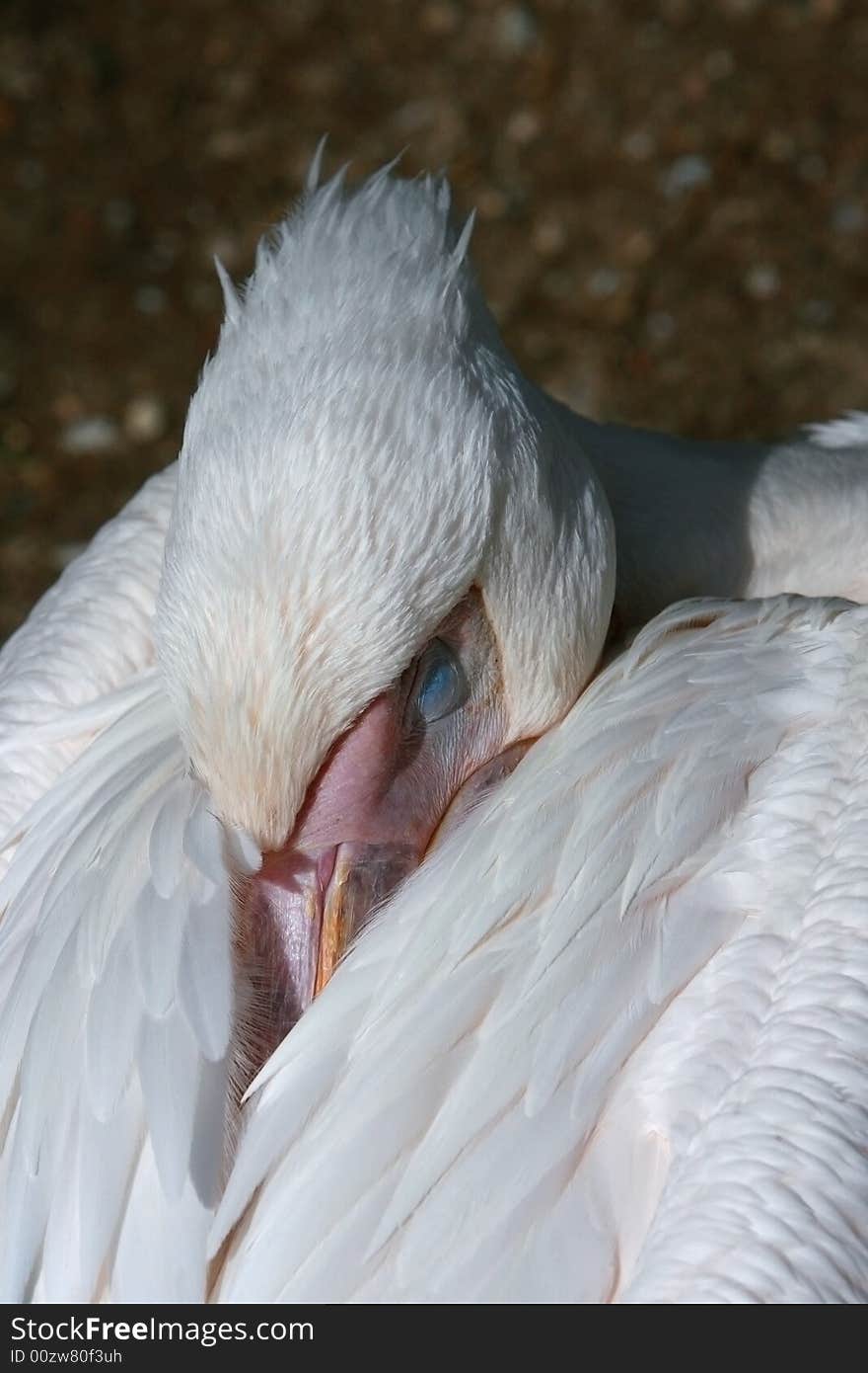 Sleeping pelican, closing one's eye and stuffing its nub into feathers