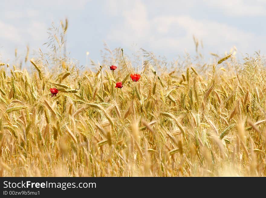 Fourwheat field