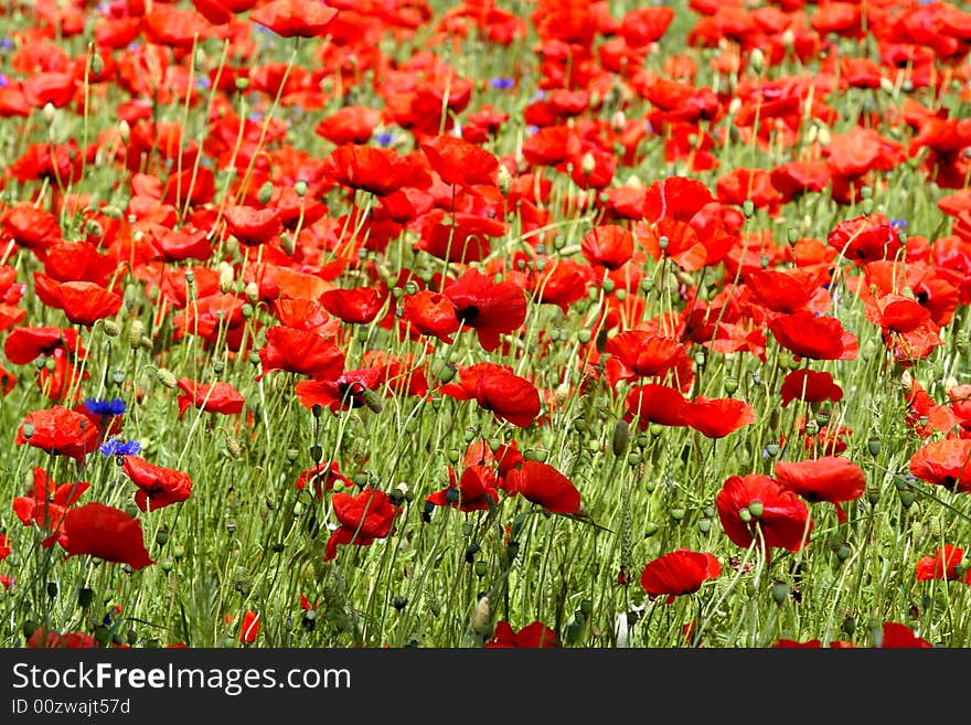 Poppies - flowers