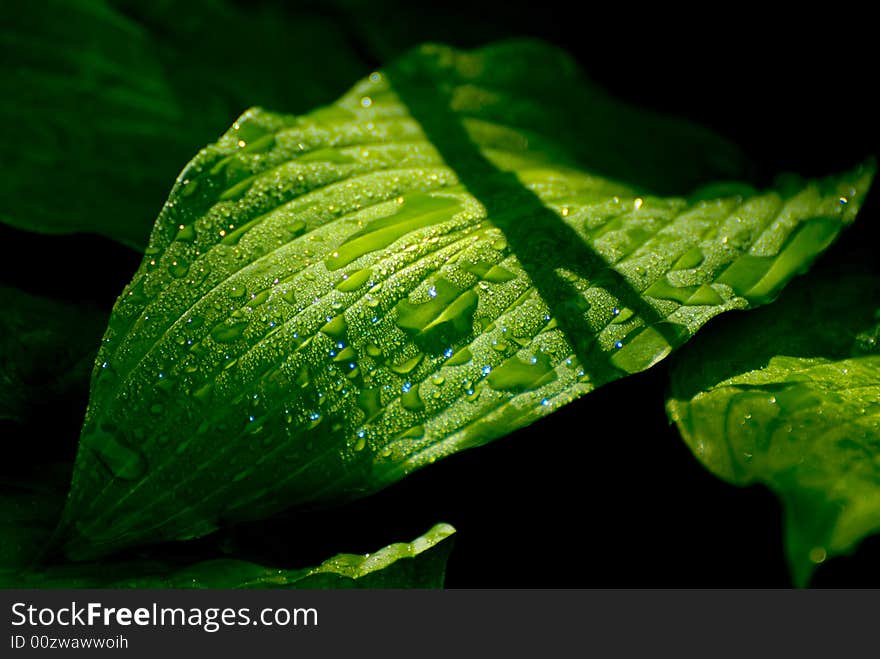 Hosta