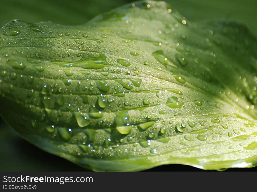 Hosta leaf