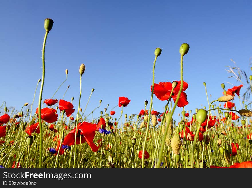 Poppies - flowers