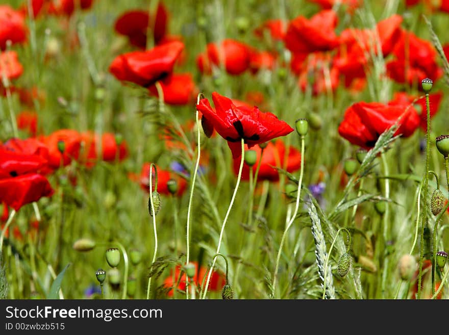 Poppies - flowers