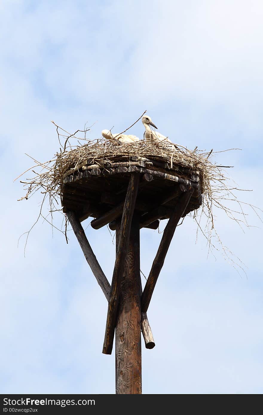 Two young storks