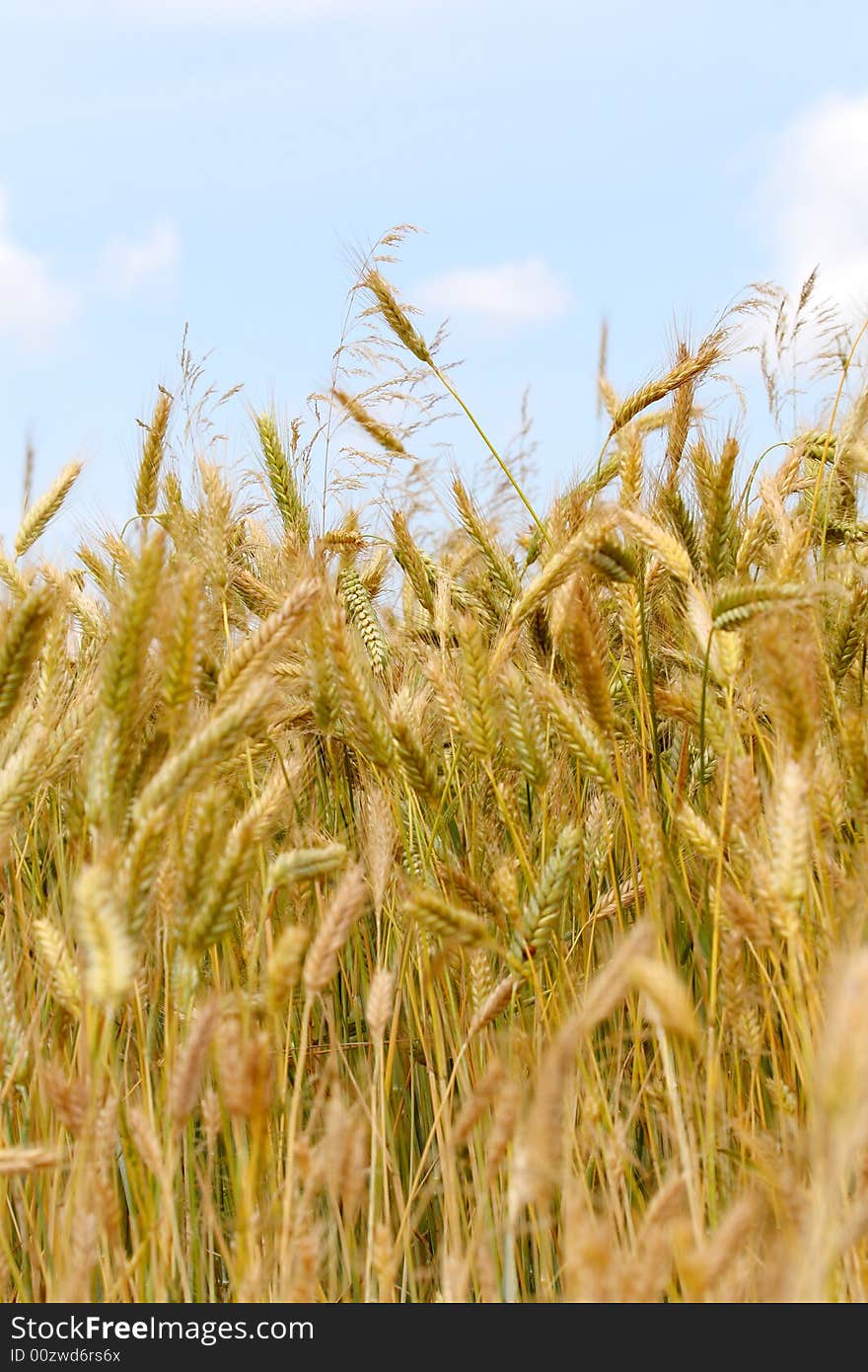 Golden wheat field