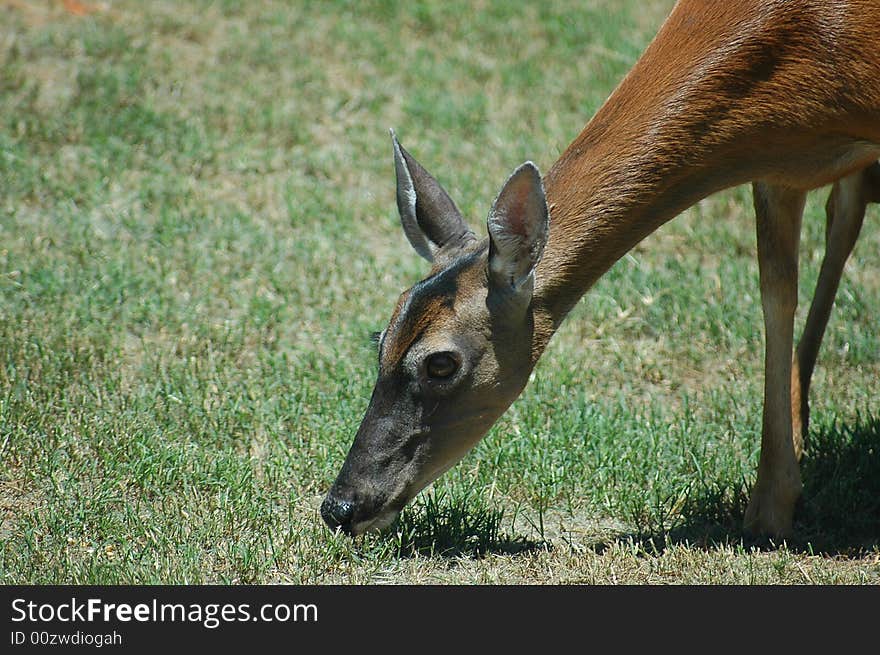 Photographed Doe in our backyard in rural Georgia.