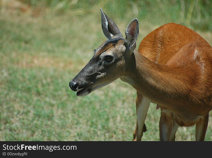 Photographed Doe in our backyard in rural Georgia.