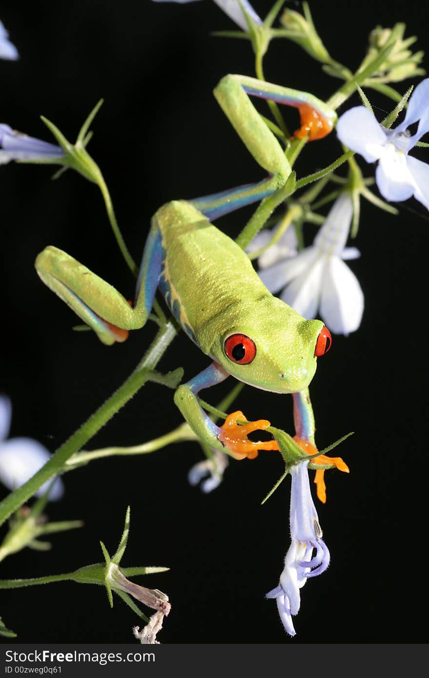 Image of a red eyed tree frog-agalychnis callidryas