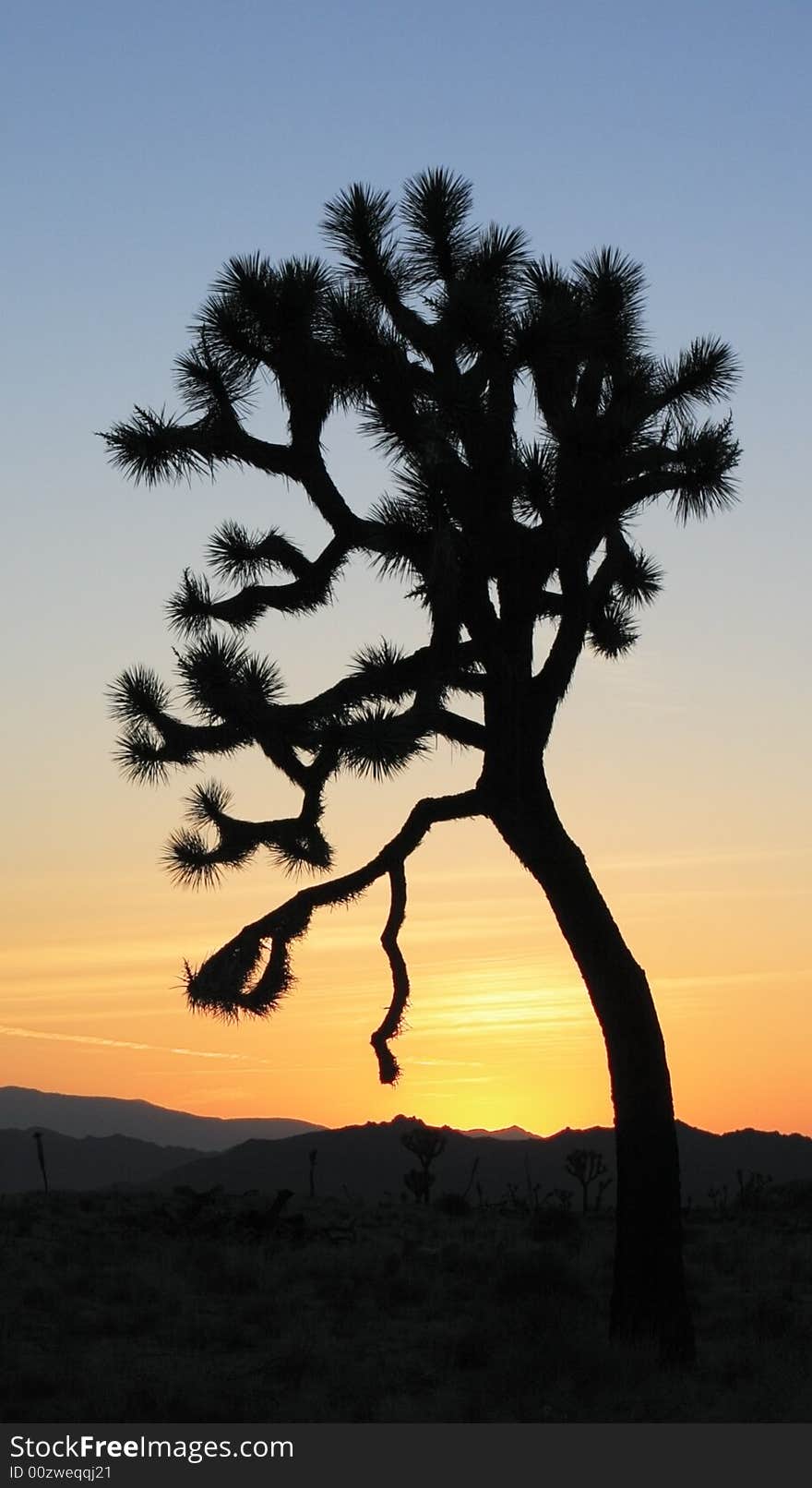 Bright sunset with the silhouette of a joshua tree.