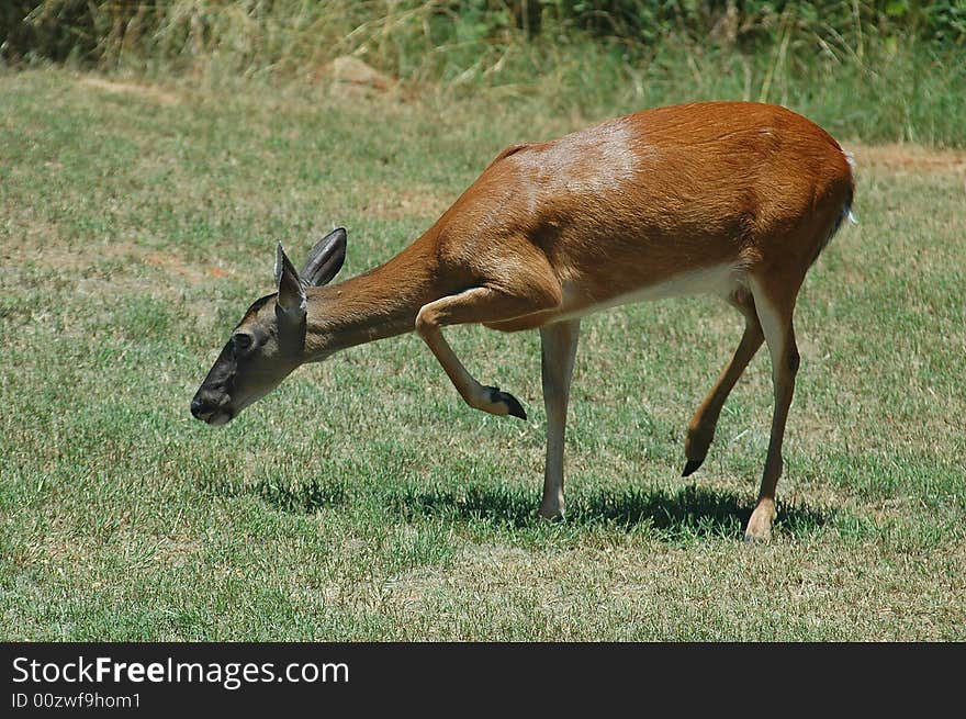 Photographed Doe in our backyard in rural Georgia.