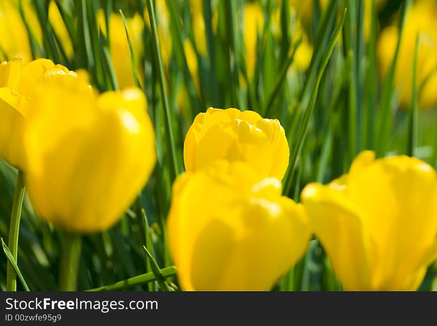 Yellow tulips