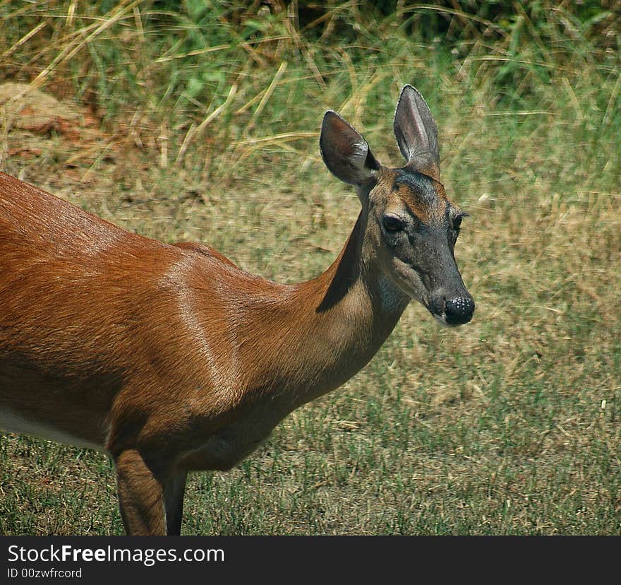 Photographed Doe in our backyard in rural Georgia.