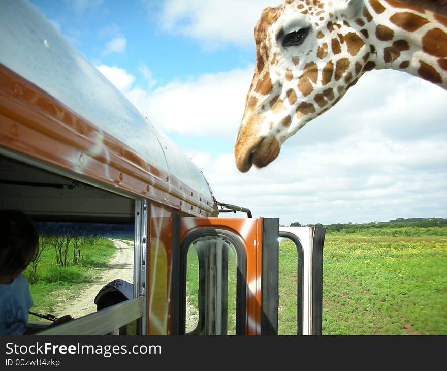 A hungry giraffe inspects a tour bus for food. A hungry giraffe inspects a tour bus for food