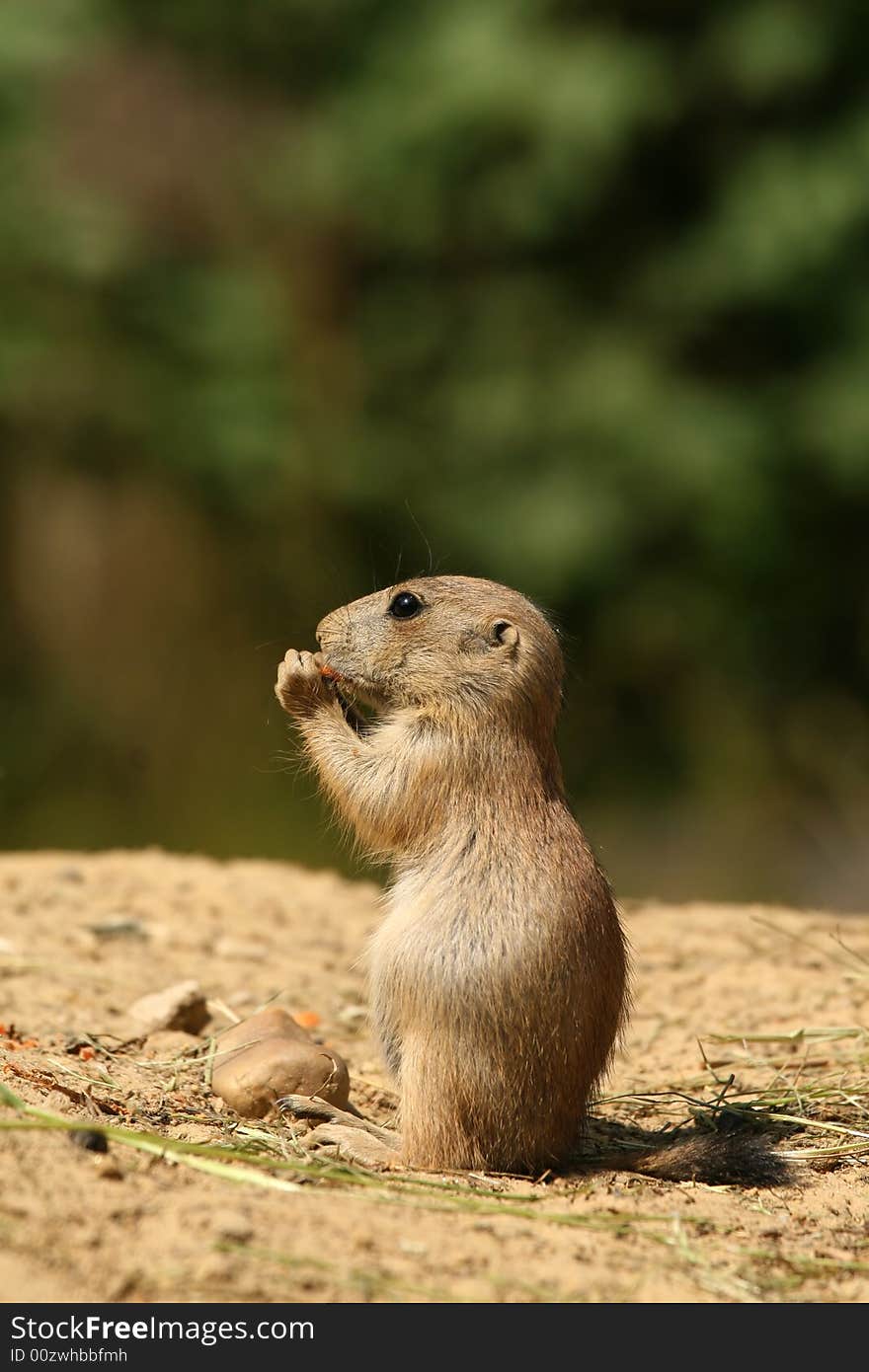 Little prairie-dog eating