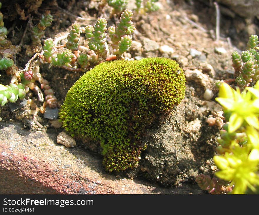 Round green moss on the stone macro