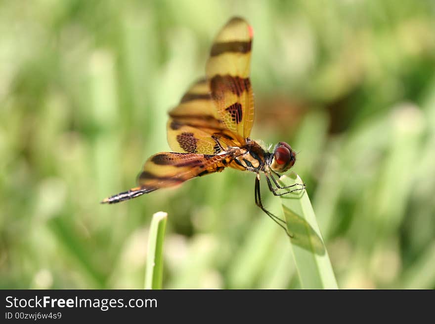 Side view of a Dragonfly