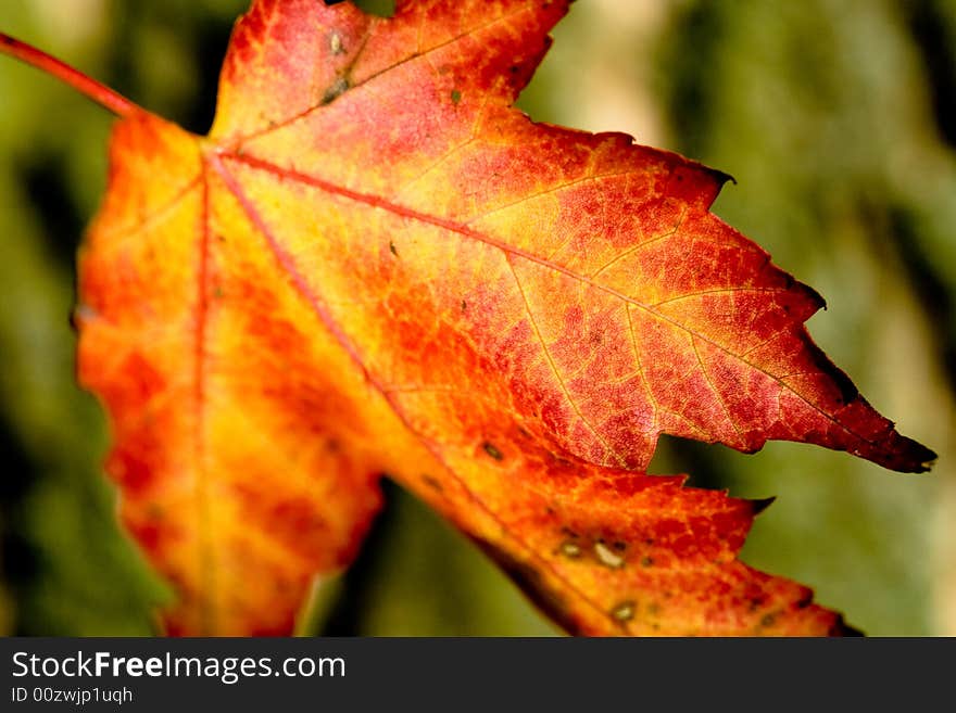 A leaf with autumn colors falls from a tree. A leaf with autumn colors falls from a tree