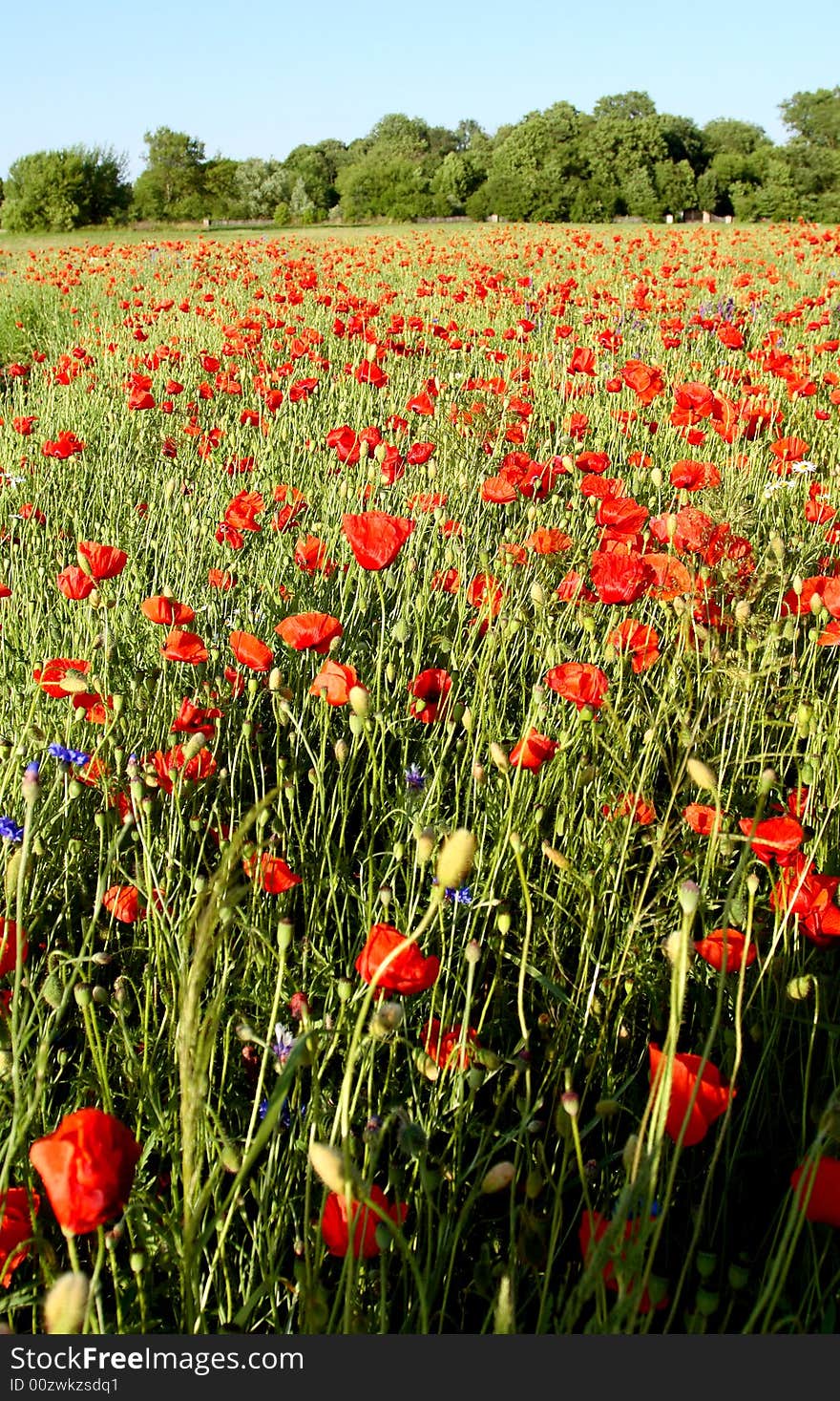 Poppies - flowers