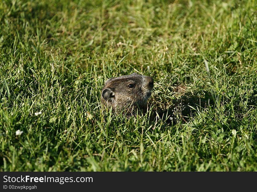 Marmot watch on the grass. Marmot watch on the grass