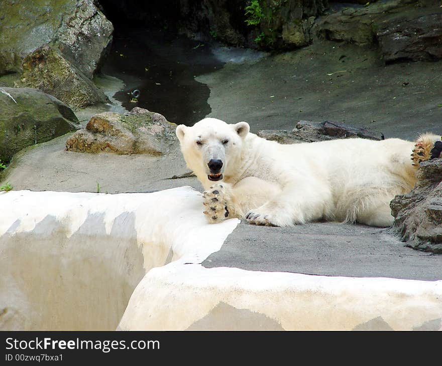 Polar Bear Stare