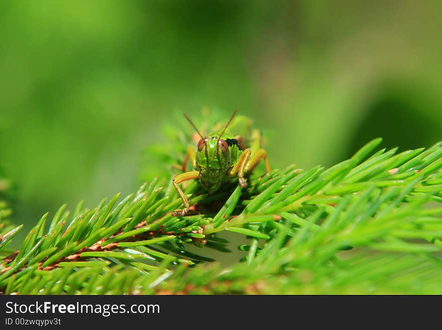 Grasshopper resting on a coniferus tree