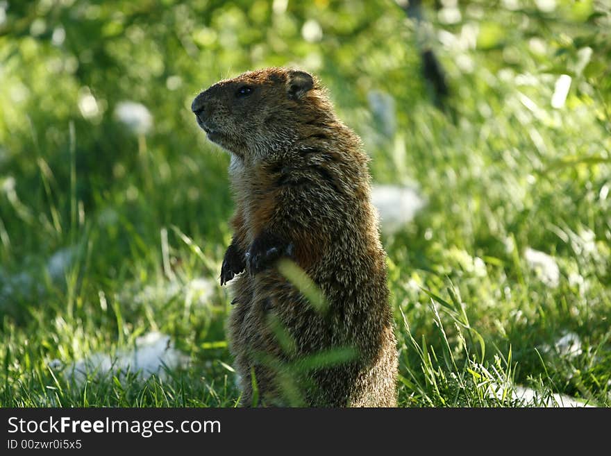 Marmot watch on the grass. Marmot watch on the grass