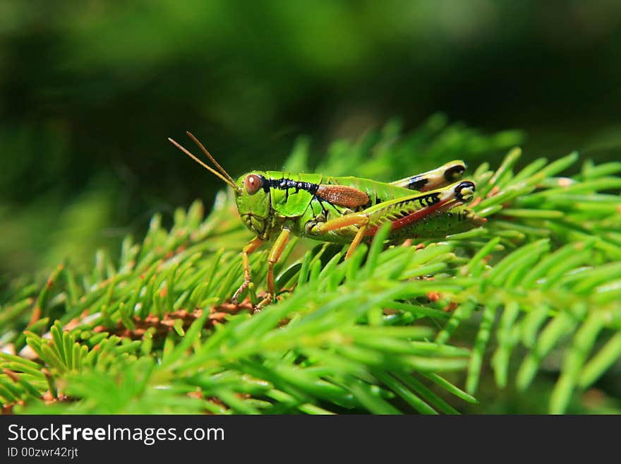 Grasshopper resting on a coniferus tree