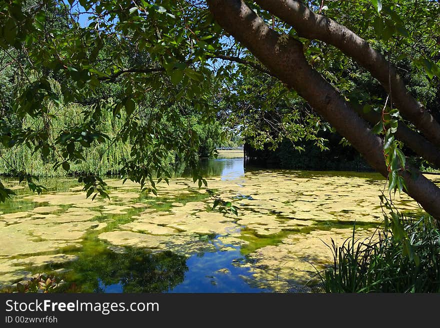 A river landscape