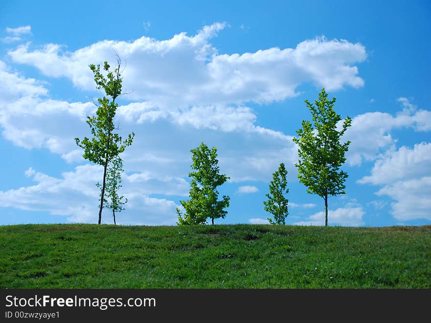 Tree in front of sky. Tree in front of sky