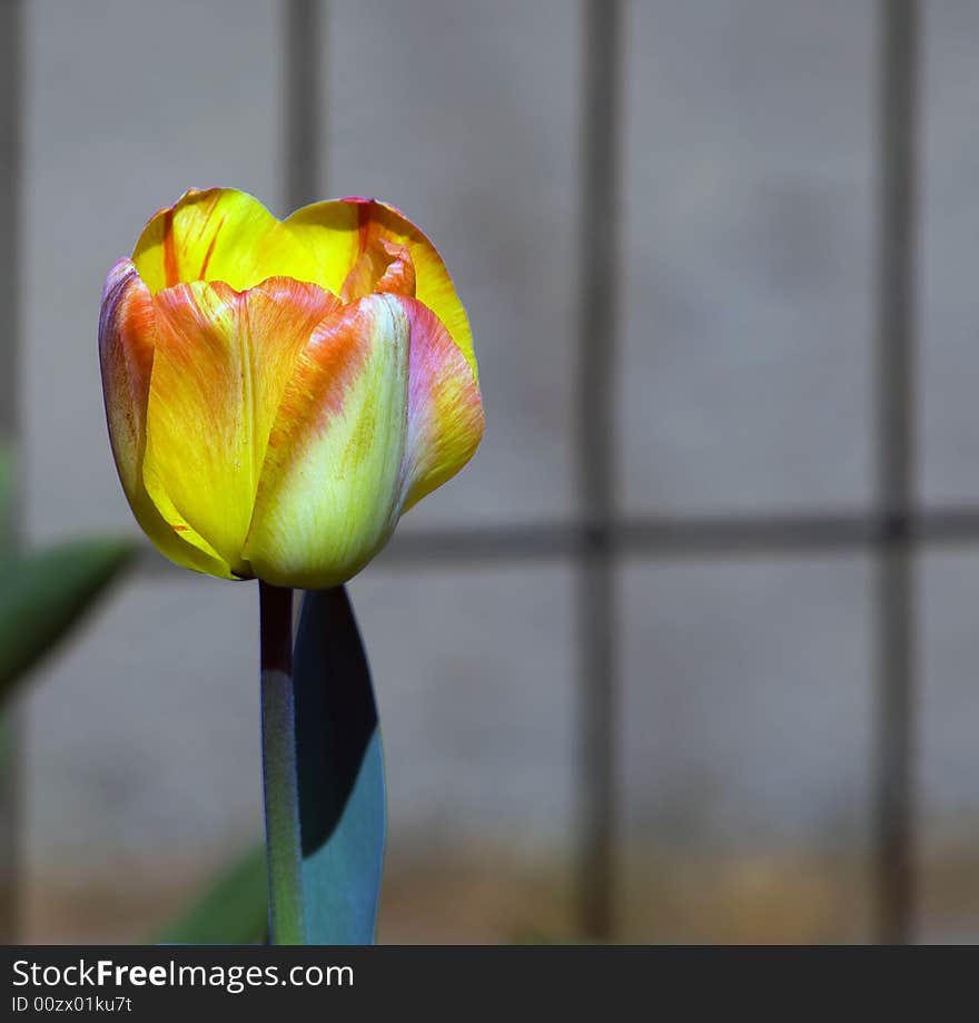 Yellow pink tulip on grey background