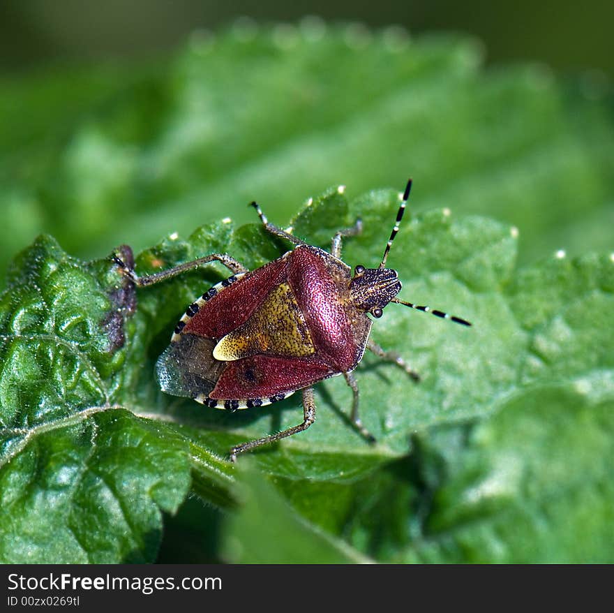 Shield Bug on a green leaf